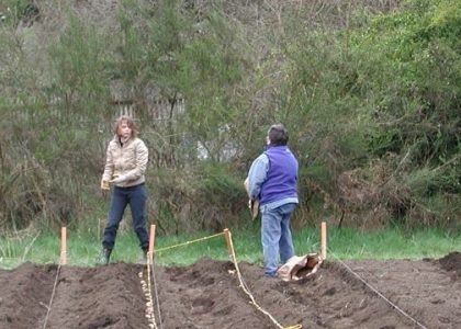 10 Perfect Potato Companion Plants: Enhancing Your Harvest with these Dynamic Duos