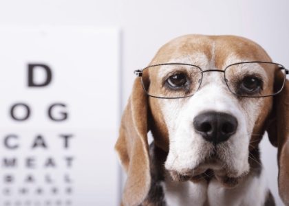 The Ultimate Guide to Keeping Your Pet Healthy: Tips and Tricks for a Happy Furry Friend