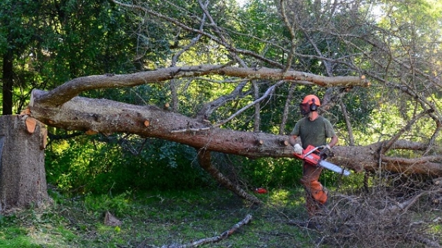 The Art of Tree Extraction: A Guide to Expert Tree Removal