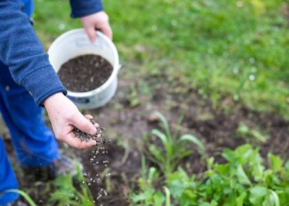 Unleashing the Magic Beneath: The Power of Organic Soil