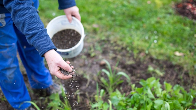 Unleashing the Magic Beneath: The Power of Organic Soil