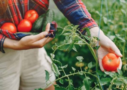 From Soil to Table: Embrace the Beauty of Organic Gardening