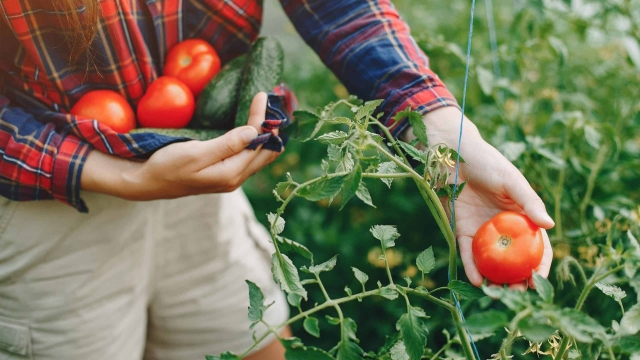 From Soil to Table: Embrace the Beauty of Organic Gardening