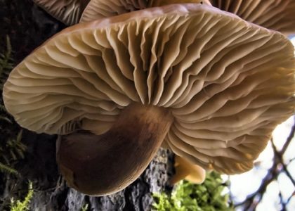 From Spores to Savory Delights: Unleashing the Magic of Mushroom Growing