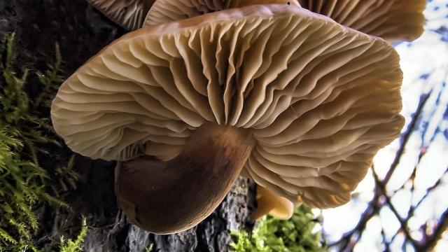 From Spores to Savory Delights: Unleashing the Magic of Mushroom Growing