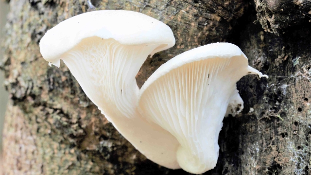 Unleashing the Magic: A Beginner’s Guide to Mushroom Growing