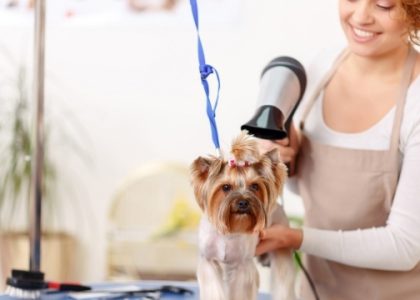 Pampered Paws: The Ultimate Pet Salon Experience!