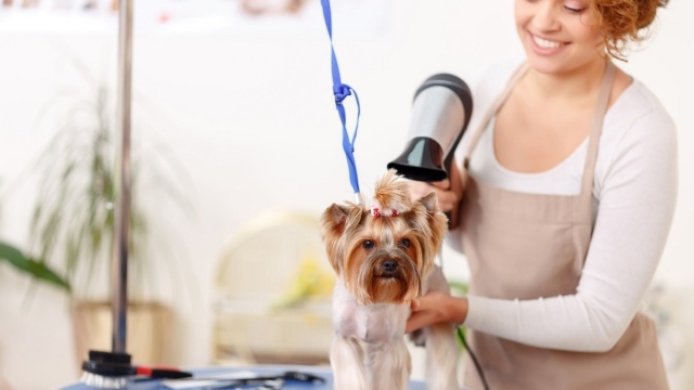 Pampered Paws: The Ultimate Pet Salon Experience!