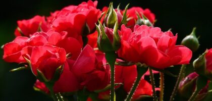 Top 10 Exotic Houseplants for Your Home