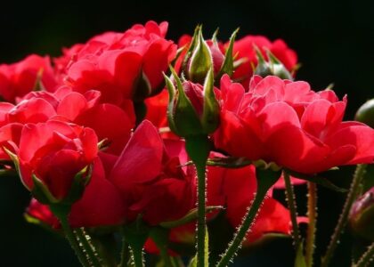 Top 10 Exotic Houseplants for Your Home