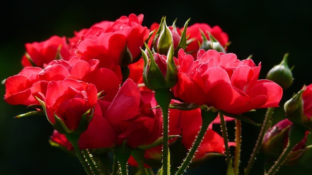 Top 10 Exotic Houseplants for Your Home