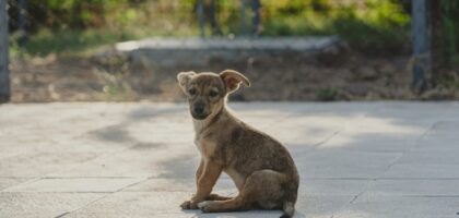 Understanding Health Guarantees in Puppies