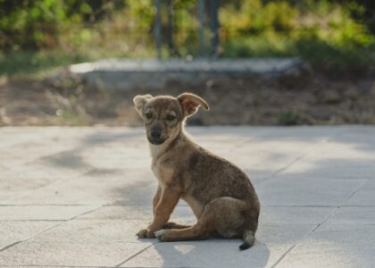 Understanding Health Guarantees in Puppies