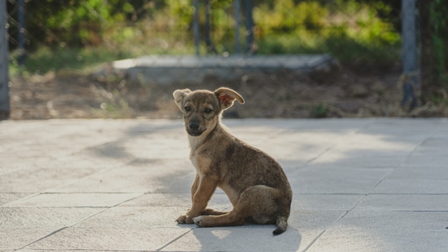 Understanding Health Guarantees in Puppies