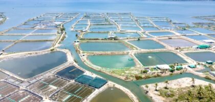 Sustainable Fish Farming Techniques