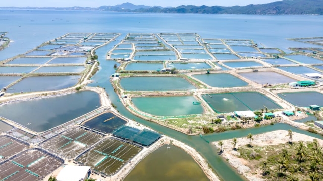 Sustainable Fish Farming Techniques
