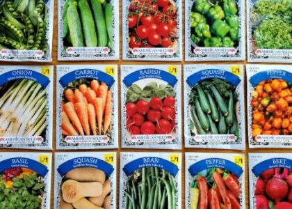 Healthy Brunch Recipes